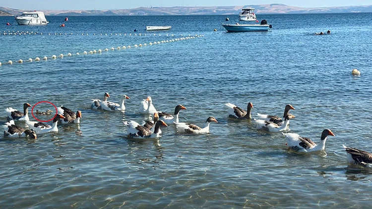 Erdek’in "Şartlı Tahliyeli" kazları sahile döndü: Sürüye bir de ördek yavrusu katıldı