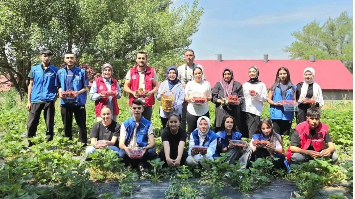 Ağrılı gönüllü gençlerden çilek hasadına destek
