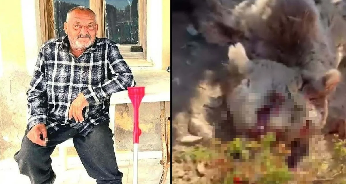 Balkonda uyuyan adamı öldüren ayı vurularak öldürüldü
