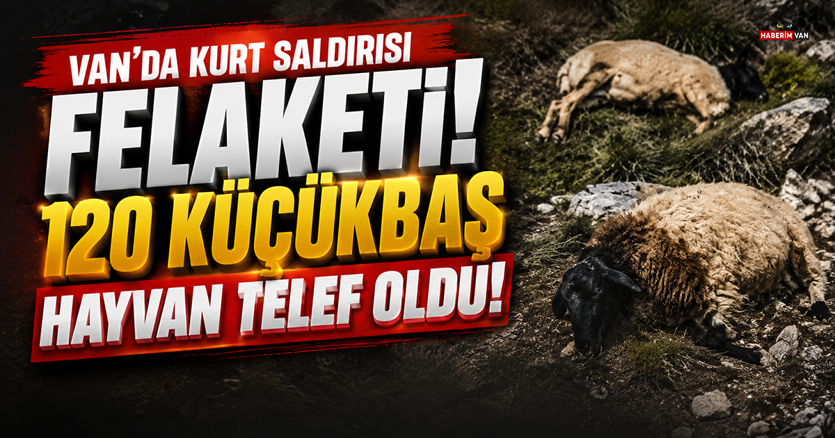 Van'da kurt saldırısı: 120 küçükbaş hayvan telef oldu