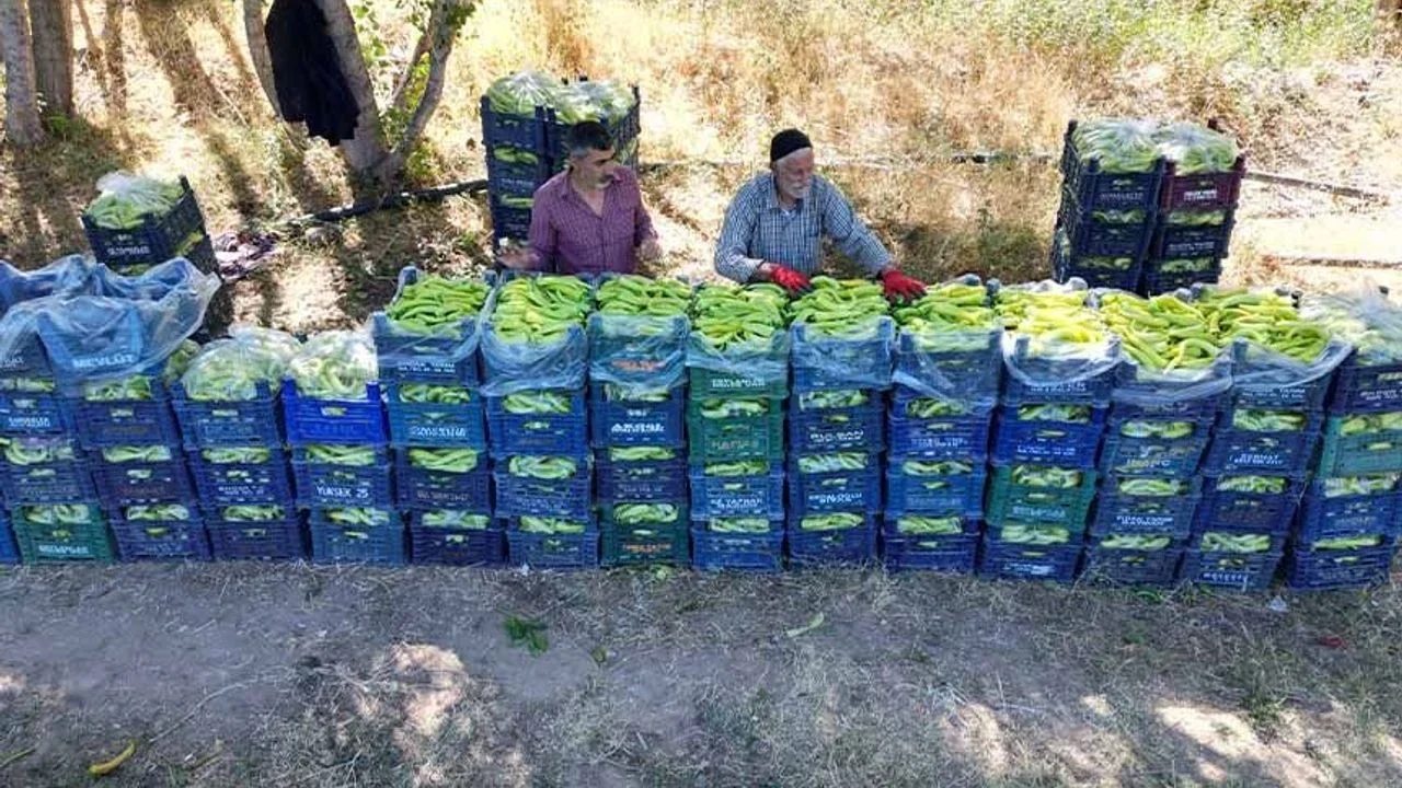 86 yaşındaki çiftçi günde 6 ton biber üretiyor