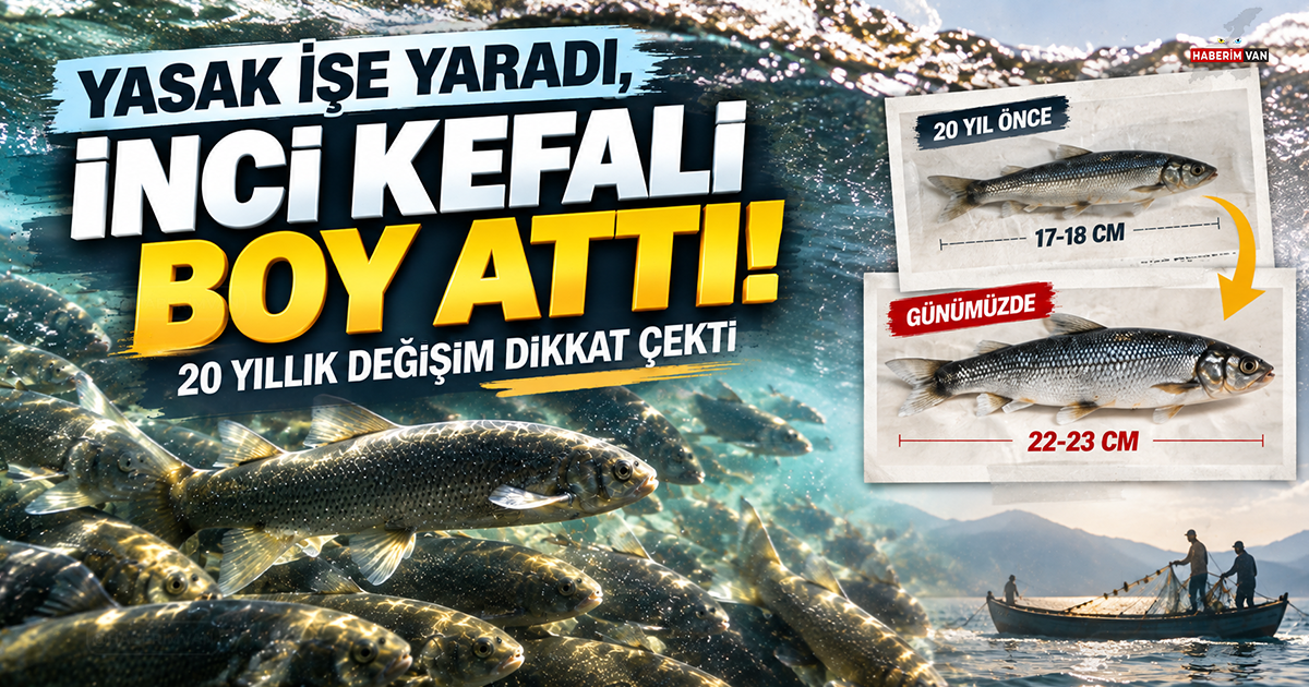 Yasak işe yaradı, inci kefali boy attı! 20 yıllık değişim