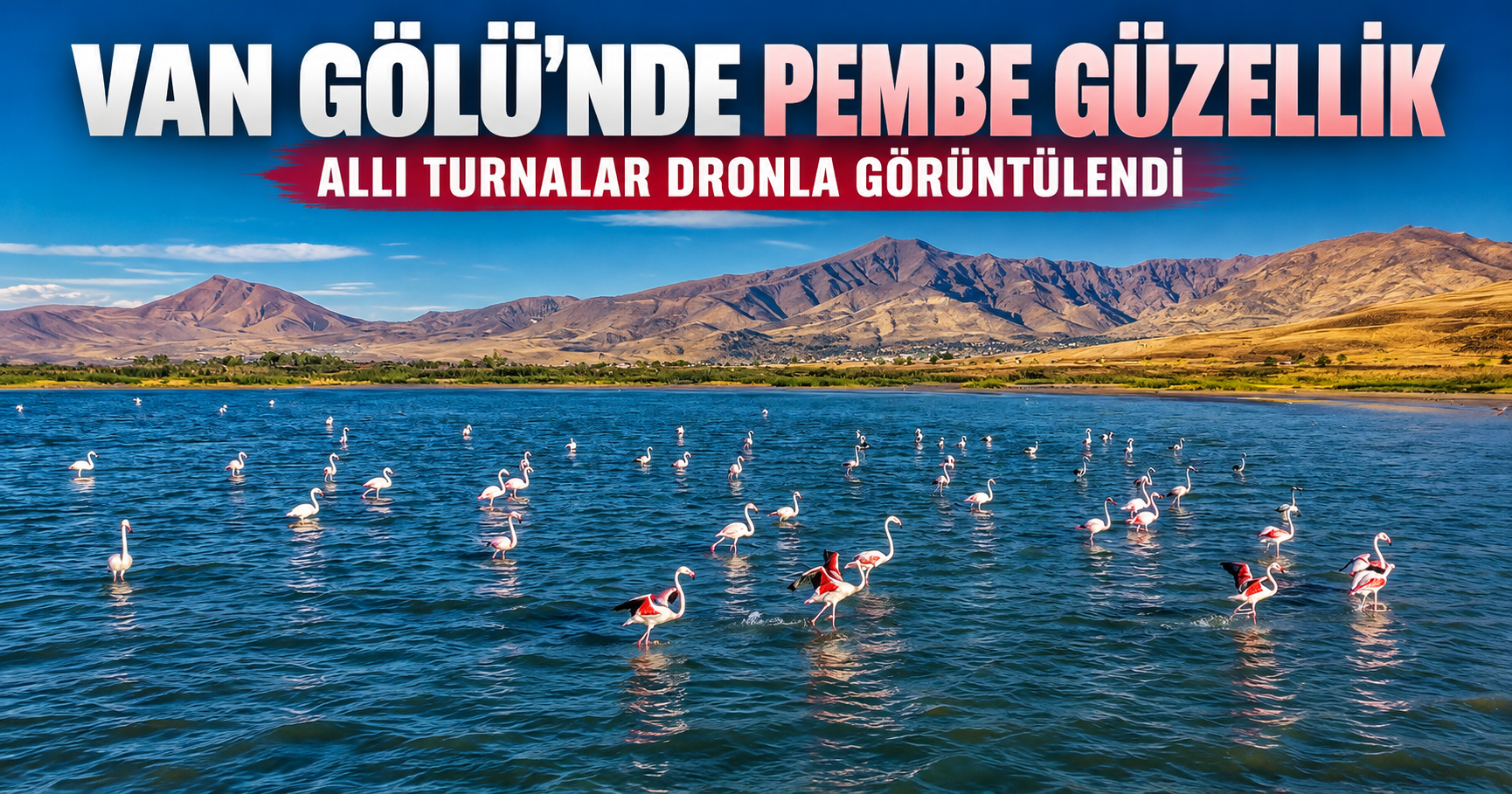 Van Gölü’nde pembe güzellik! Flamingolar büyüledi