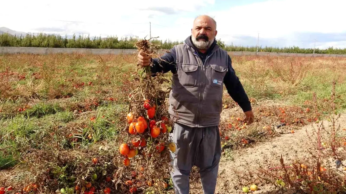 Dondurucu Soğuklar Gevaş’ta Tonlarca Sebzeyi Vurdu!