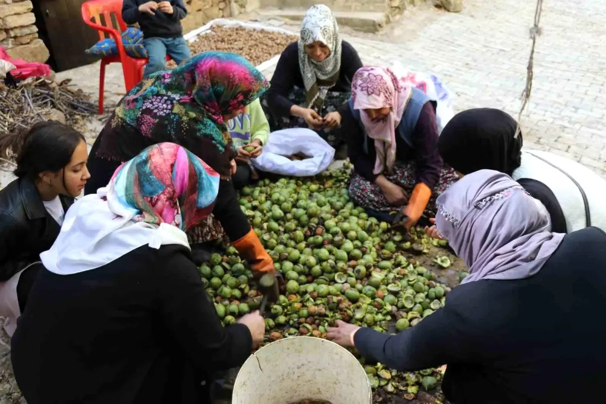 Çatak’ta Ceviz Hasadı Başladı: Verim Az!