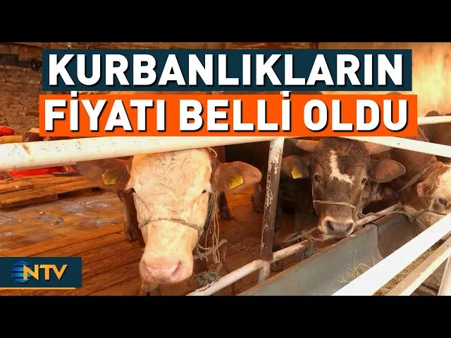 Kurban Hareketliliği Başladı: En Uygun Fiyatları Bu İllerde!