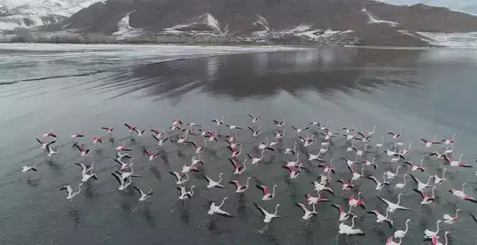 Van’ın Renkli Misafirleri: Erçek Gölü’nde Flamingo Şöleni