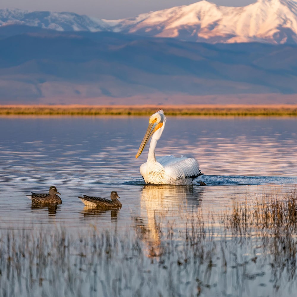 Ak Pelikan 40 Yıl Sonra Van’da Görüldü