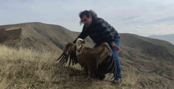 Van’da Tedavi Edilen Kaya Kartalı ve Kızıl Akbaba Doğaya Salındı