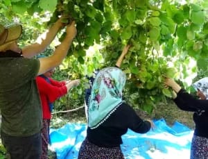 Van’ın Gevaş İlçesinde Fındık Hasadı Başladı!