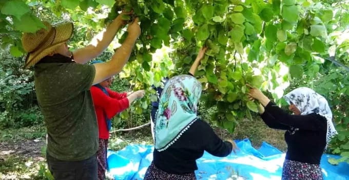 Van’ın Gevaş İlçesinde Fındık Hasadı Başladı!