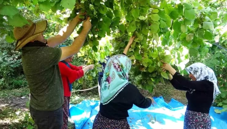 Van’ın Gevaş İlçesinde Fındık Hasadı Başladı!
