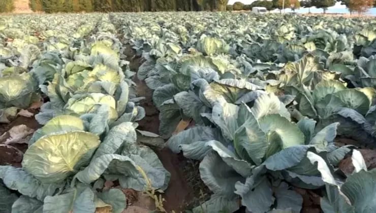 Erciş’te Hasat Başladı, Dev Lahanalar Destek Bekliyor