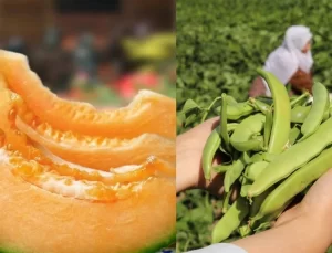 Gevaş Fasulyesi ve Sıhke Kavunu Tescillendi