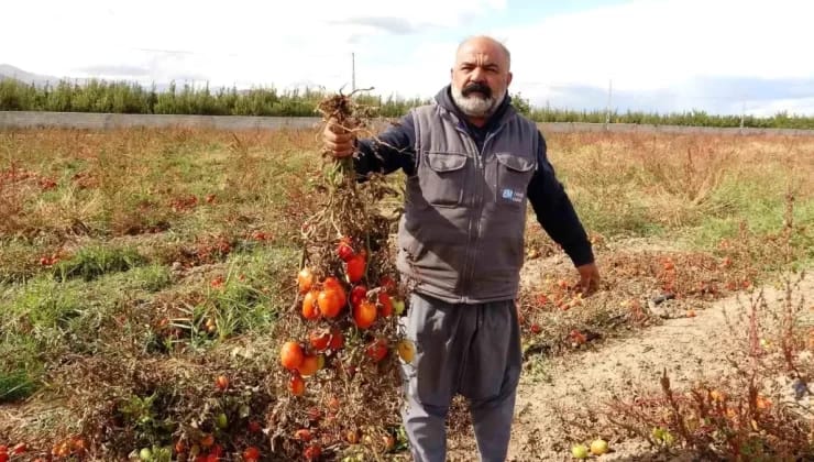 Dondurucu Soğuklar Gevaş’ta Tonlarca Sebzeyi Vurdu!