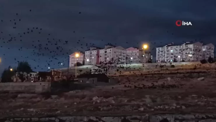 Van’da Yüzlerce Karga Gökyüzünü Kapladı