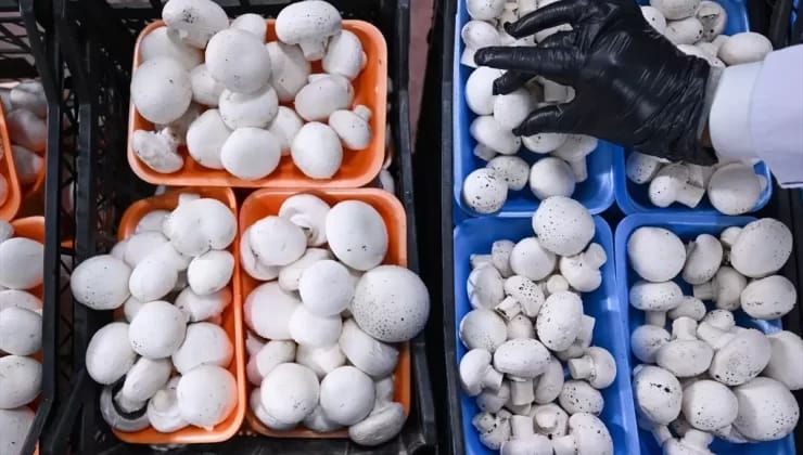 Vanlı Kadınlardan 48 İle Organik Mantar Üretimi