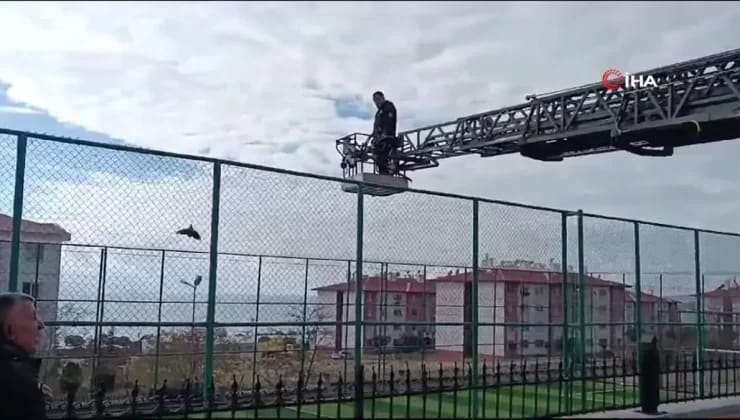 Van’da Halı Saha Mahsur Kalan Karga Kurtarıldı