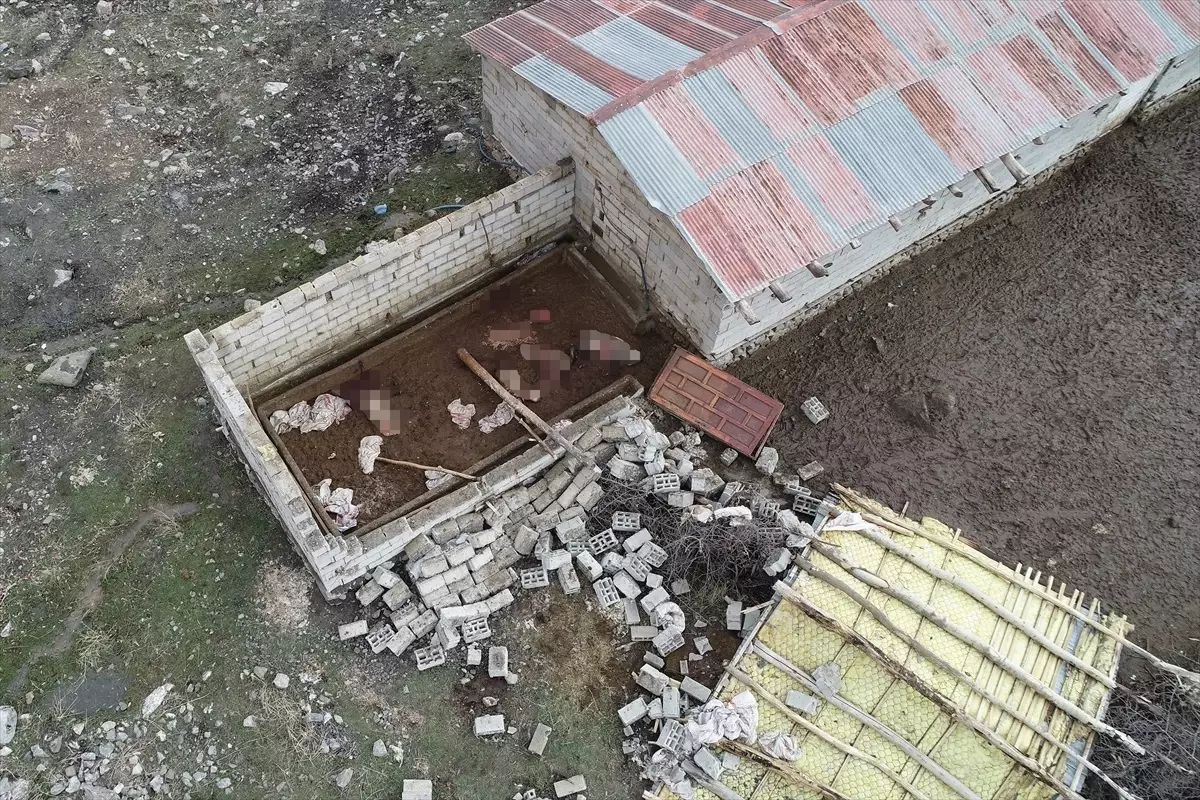 Çatak’ta Şiddetli Rüzgar Yıktı ve Kurtlar Saldırdı