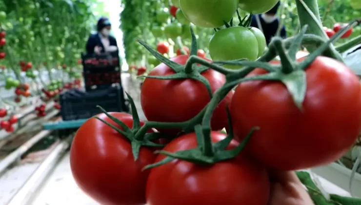 Çaldıran’da Jeotermal Enerjiyle Domates Üretimi 800 Tonu Aşıyor