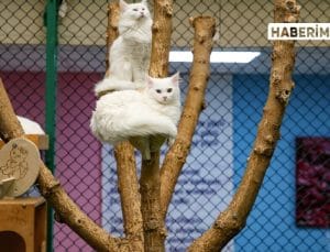 Van’ın Gözdesi: Kedi Villası Yılda 200 Bin Ziyaretçi Ağırlıyor