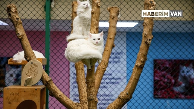 Van’ın Gözdesi: Kedi Villası Yılda 200 Bin Ziyaretçi Ağırlıyor
