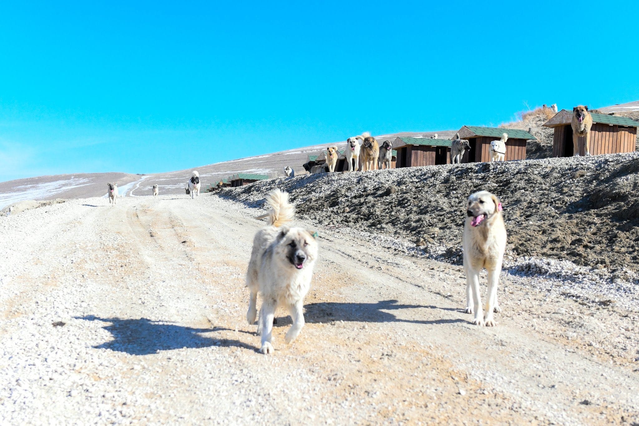 Van’da Türkiye’nin En Kapsamlı Doğal Yaşam Alanı İncelendi