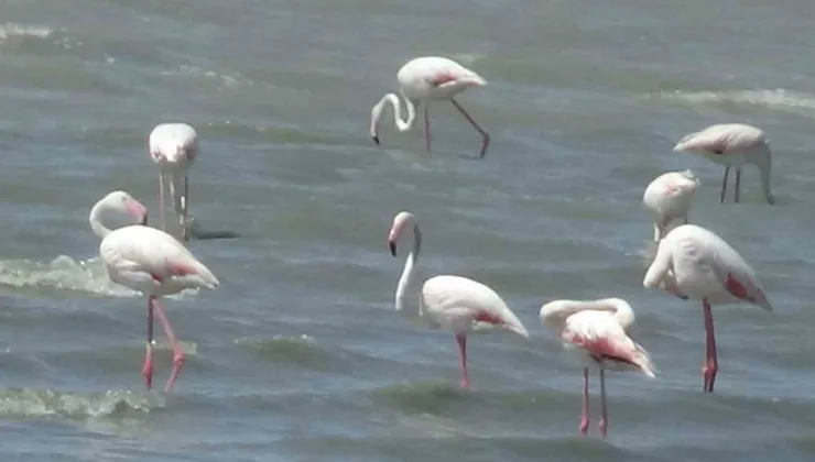 Flamingolar Van’a Döndü! Erçek Gölü Renk Cümbüşüne Büründü