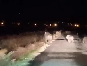 Ayıların ikinci saldırısı: Arıcıya 150 bin TL’lik zarar!