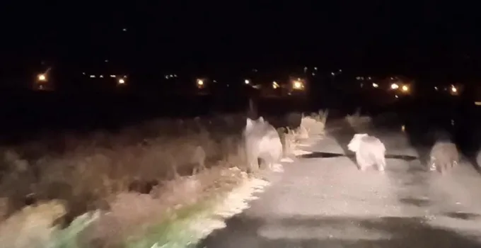 Ayıların ikinci saldırısı: Arıcıya 150 bin TL’lik zarar!