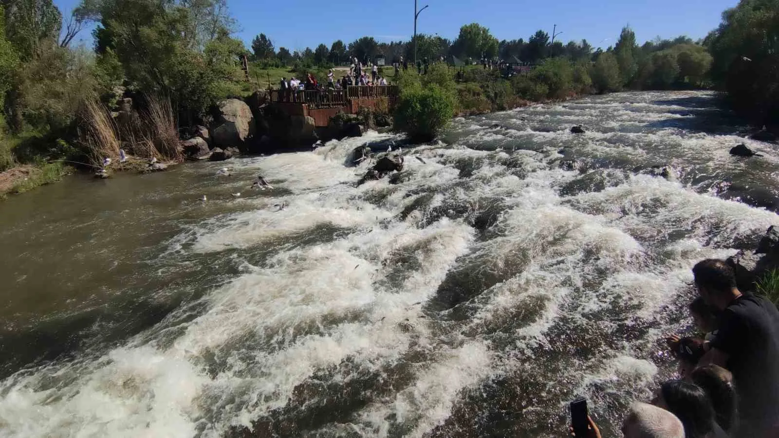 Van Gölü’nün uçan balığı inci kefali göçü devam ediyor