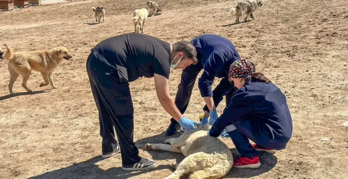 Van’da Sahipsiz Hayvanlara Aşı Seferberliği