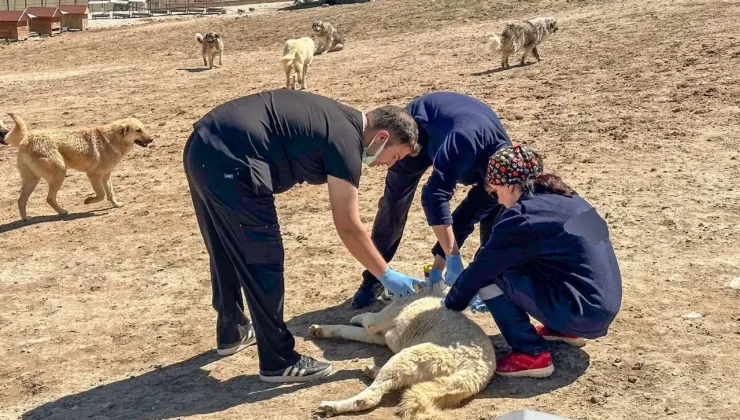 Van’da Sahipsiz Hayvanlara Aşı Seferberliği