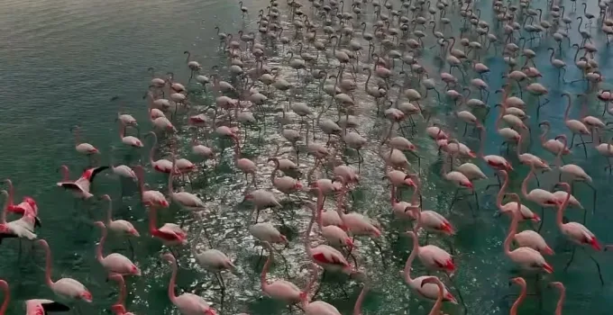 Erçek Gölü’nde Allı Turnalar Dans Ediyor: Flamingolar Geri Döndü!