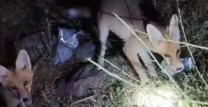 Arıcının tilkiyle dostluğu gülümsetti