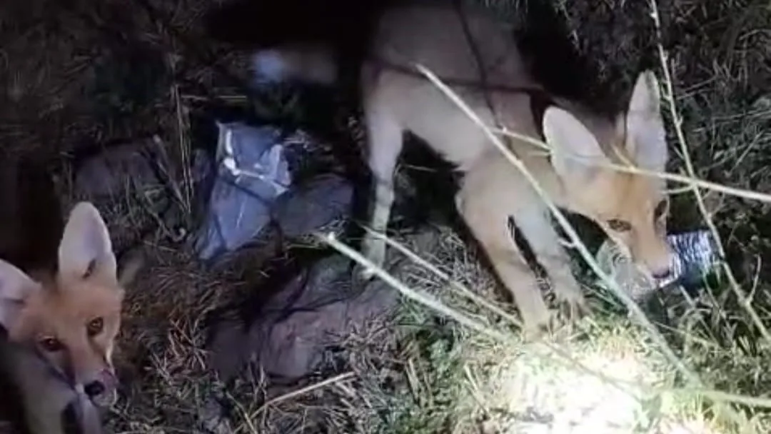 Arıcının tilkiyle dostluğu gülümsetti