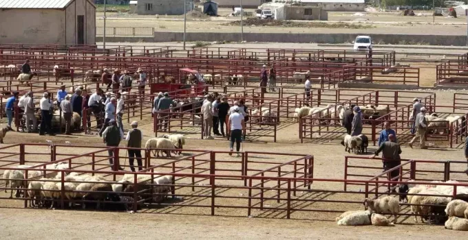Şap Hastalığı Bitti Van Hayvan Pazarı Yeniden Açıldı
