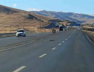 Van-Hakkari Yolunda Yaban Hayvanları Araç Çarpmasıyla Telef Oldu