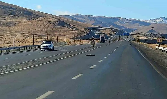 Van-Hakkari Yolunda Yaban Hayvanları Araç Çarpmasıyla Telef Oldu