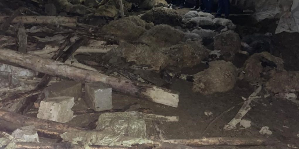Van’da ahır çöktü: 56 hayvan telef